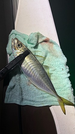 アジ